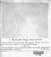 Spilocaea crataegi image